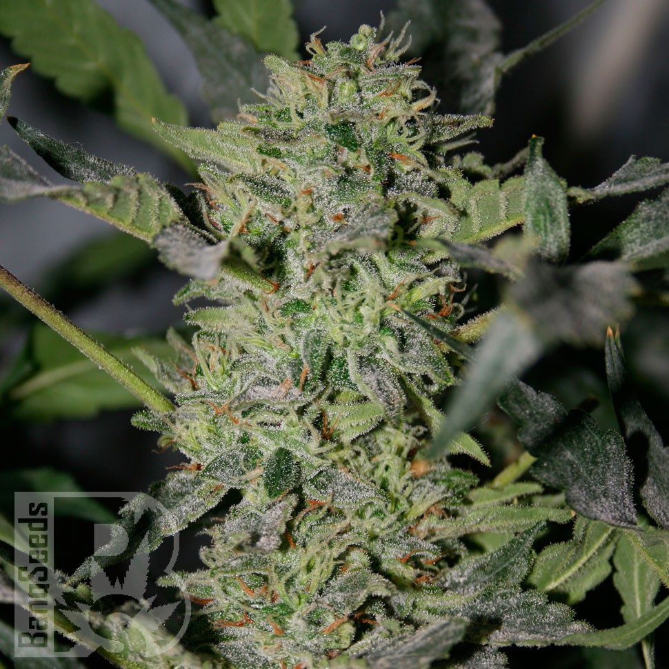 заказать семена конопли Украина Sensi Star feminised