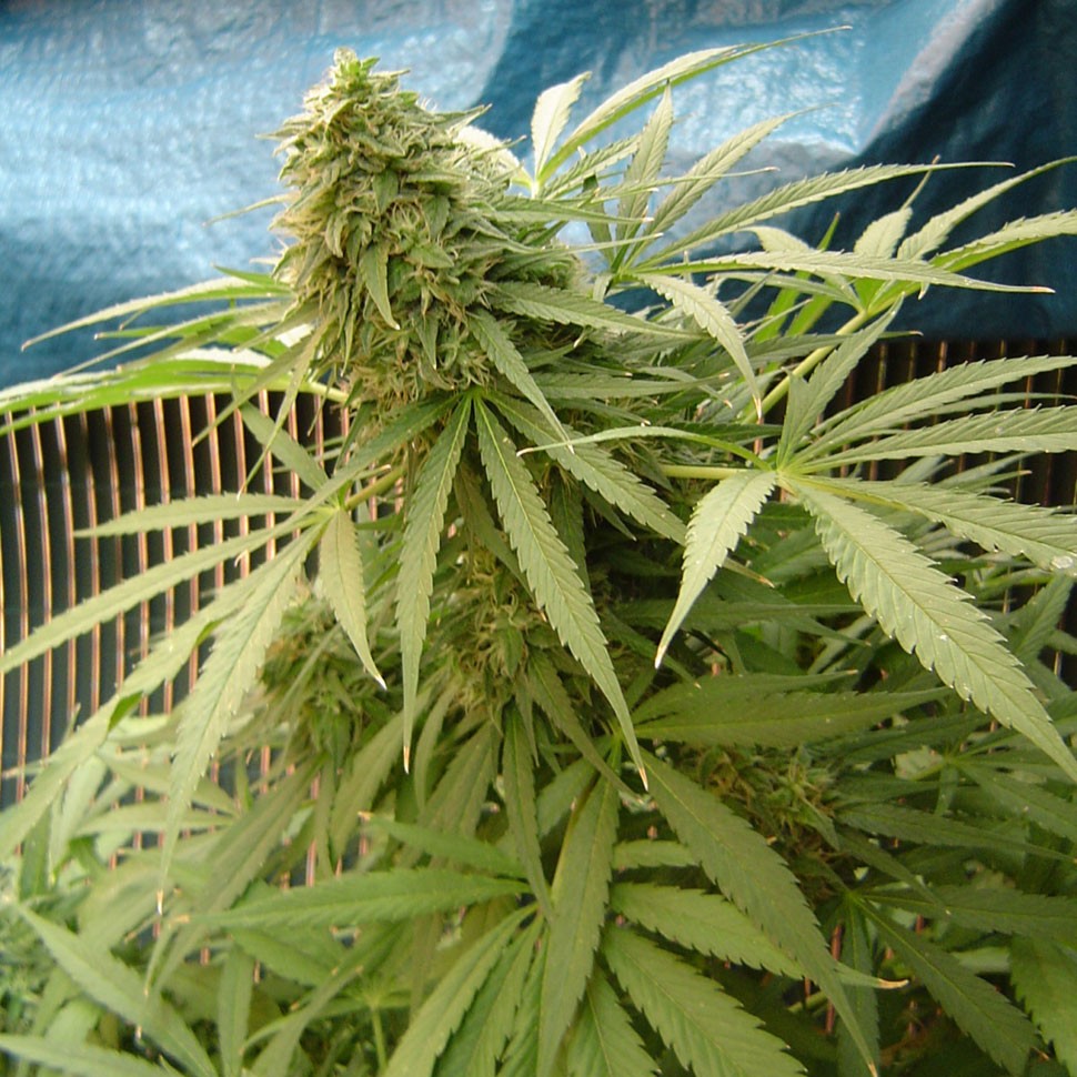 заказать семена конопли курьером Sensi Star feminised