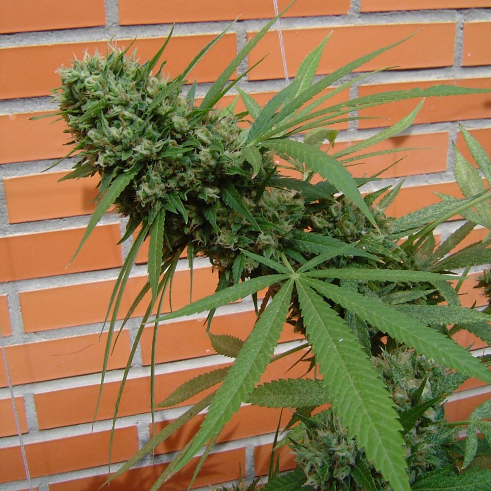 купить качественные семена конопли Sensi Star feminised