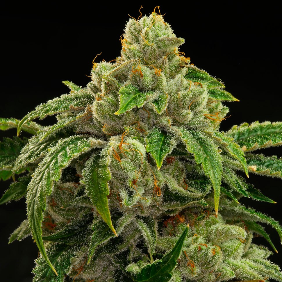Семена конопли  Sensi Star feminised Ganja Seeds
