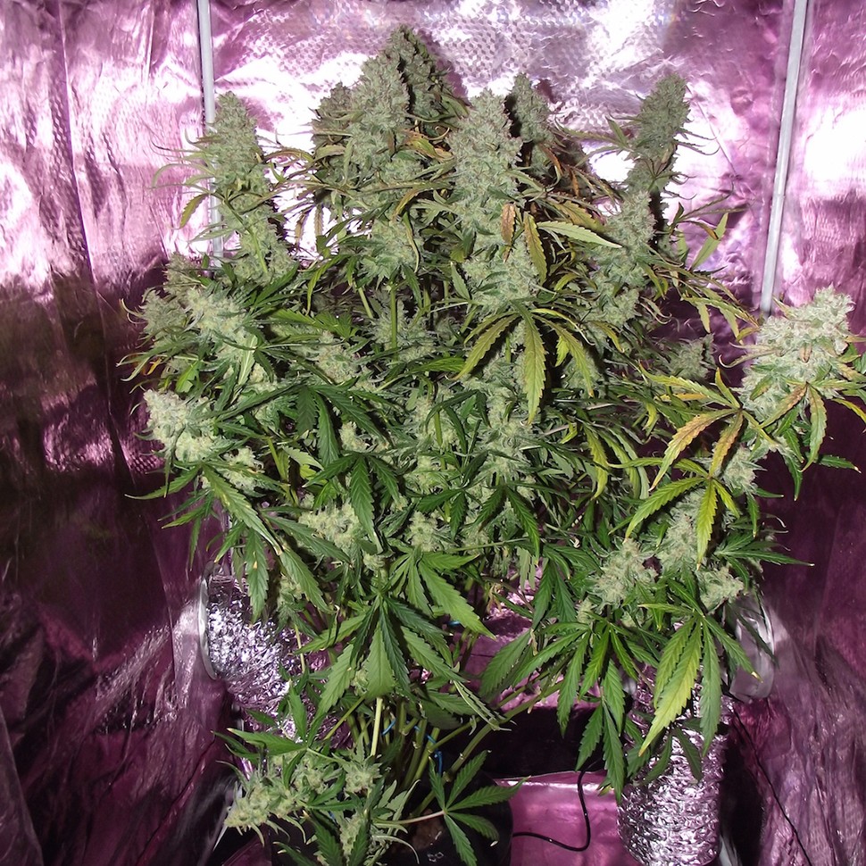 Семена  Auto The Ultimate feminised Ganja Seeds