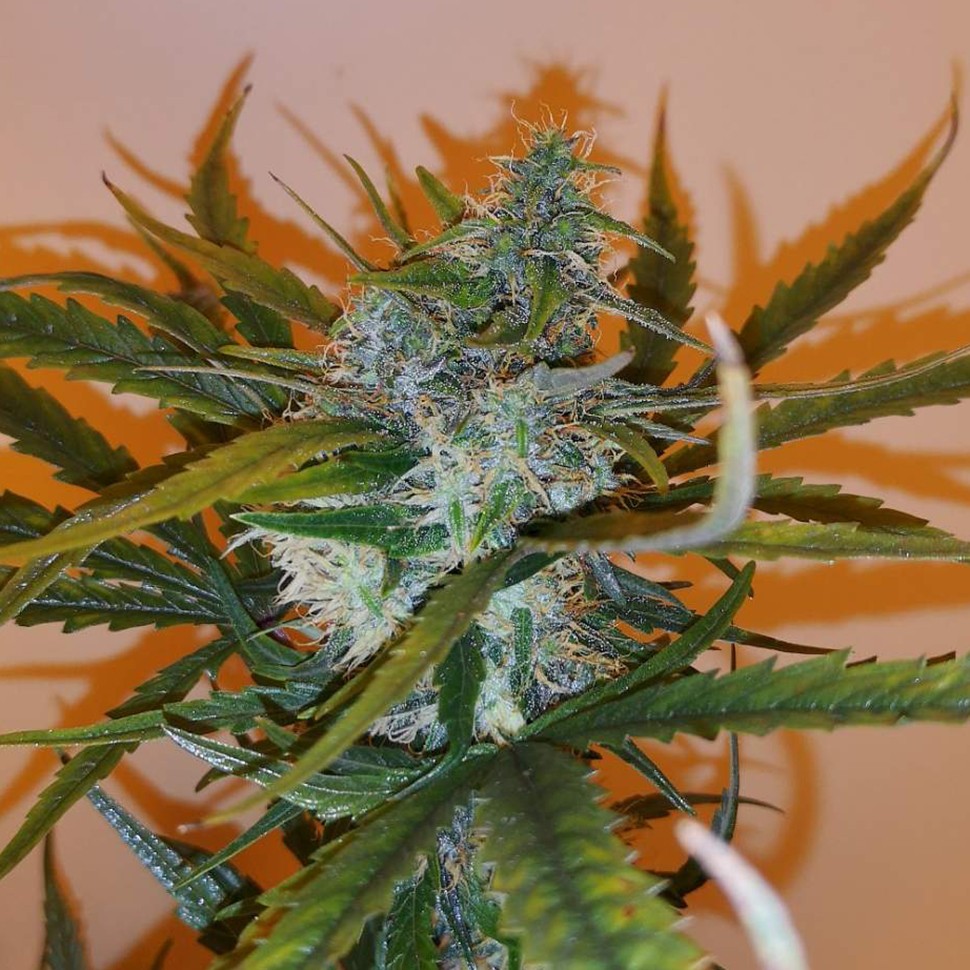 купить семена конопли в оригинальных упаковках Auto Chronic Ryder feminised