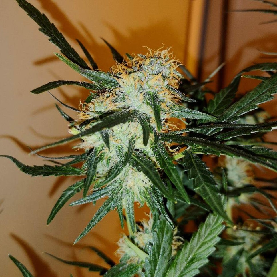 заказать семена конопли Auto Chronic Ryder feminised