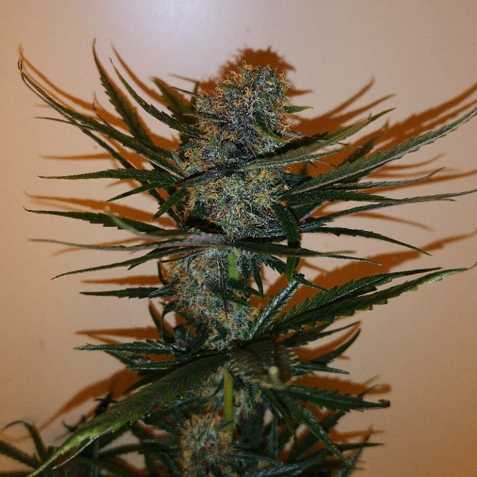 Семена конопли  Auto Chronic Ryder feminised Ganja Seeds