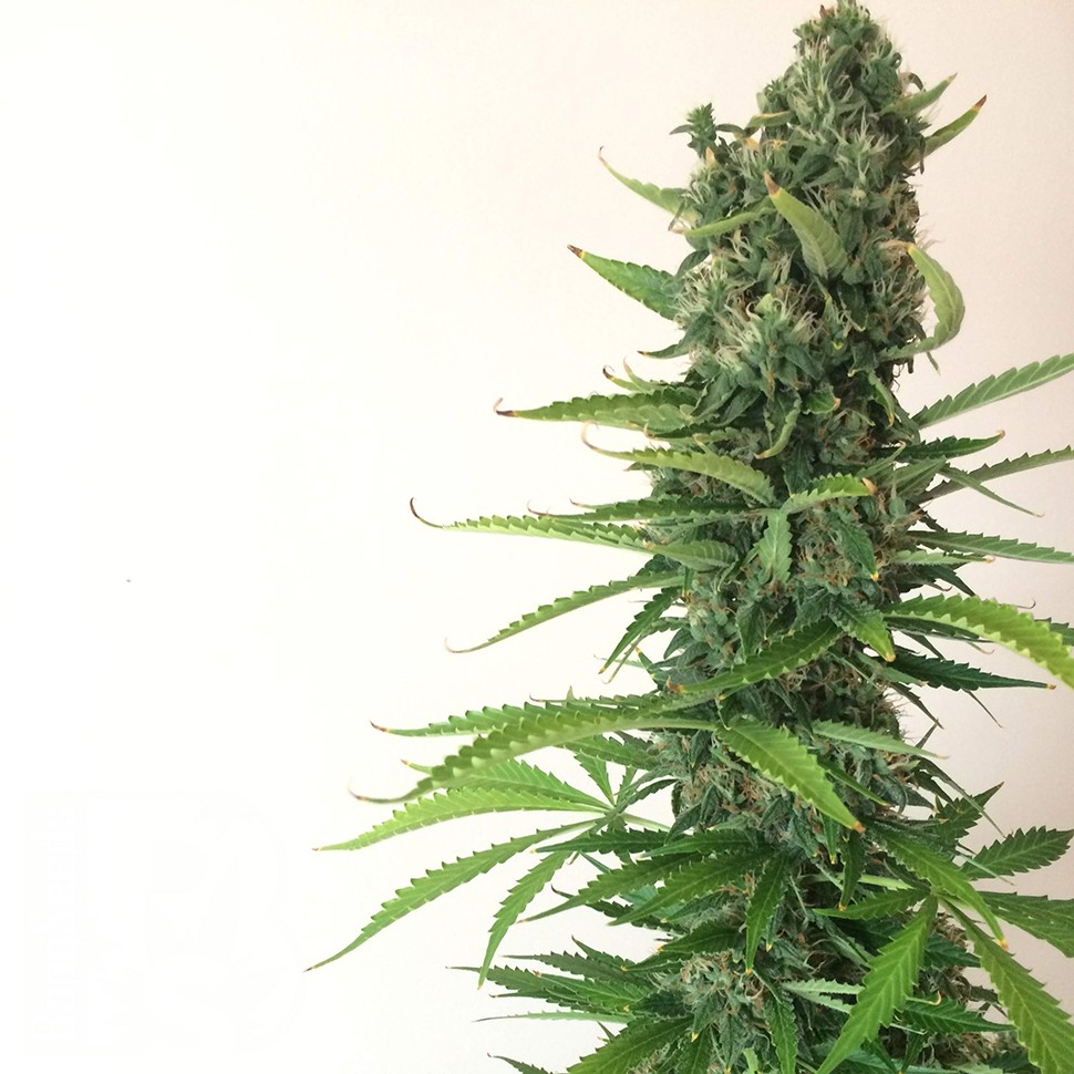 Семена  Auto White Goblin feminised Ganja Seeds
