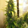 Семена ганжа  Russian Widow feminised Ganja Seeds