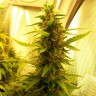 Семена ганжа  Russian Widow feminised Ganja Seeds