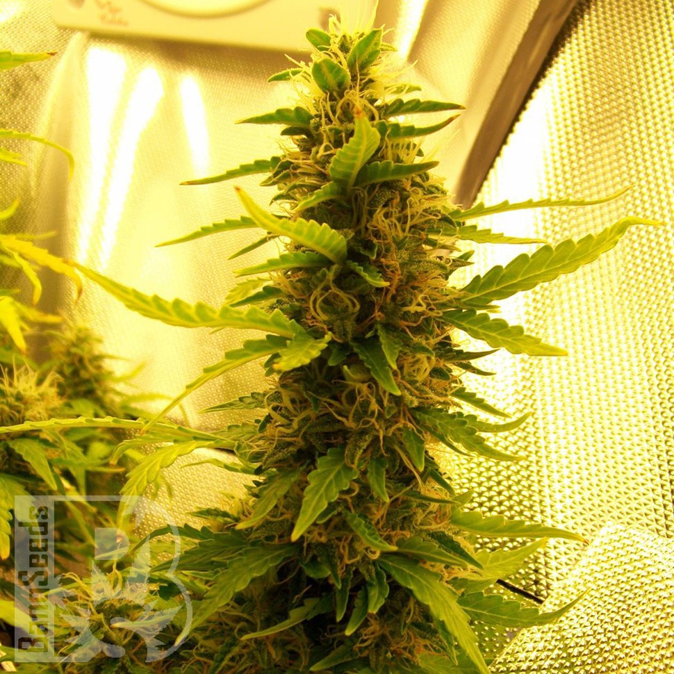 Семена ганжа  Russian Widow feminised Ganja Seeds