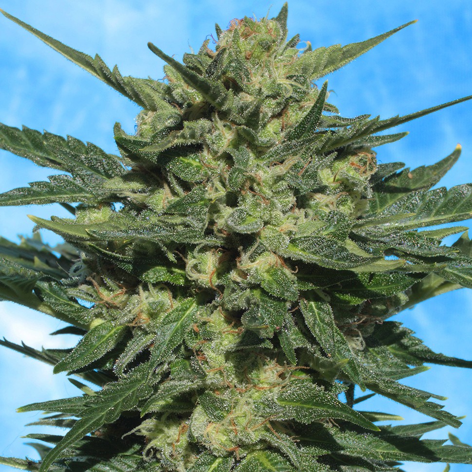 Семена конопли  Auto White Russian feminised Ganja Seeds