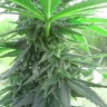 заказ семян конопли Auto Titan regular