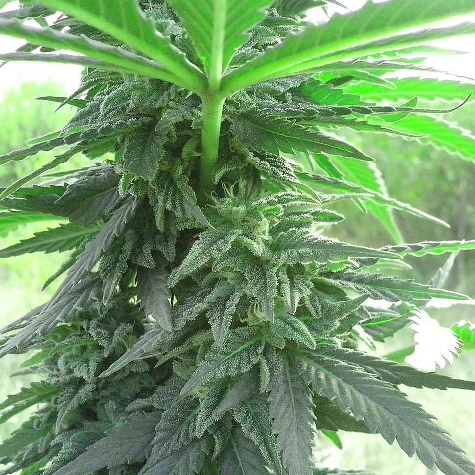 заказ семян конопли Auto Titan regular