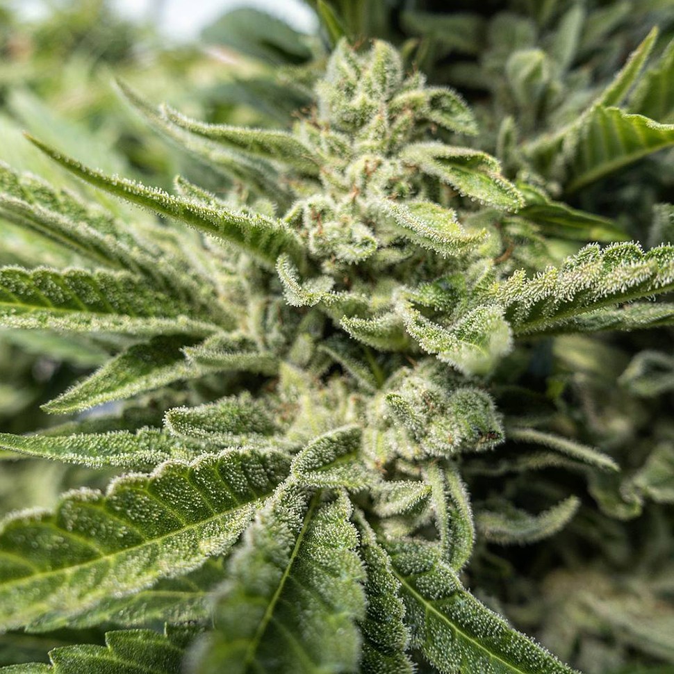 где заказать семена конопли Auto Titan regular