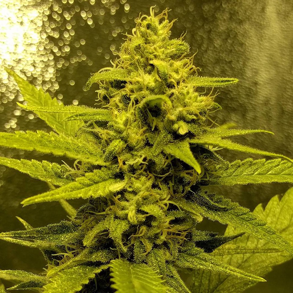 Семена  Auto Titan regular Ganja Seeds