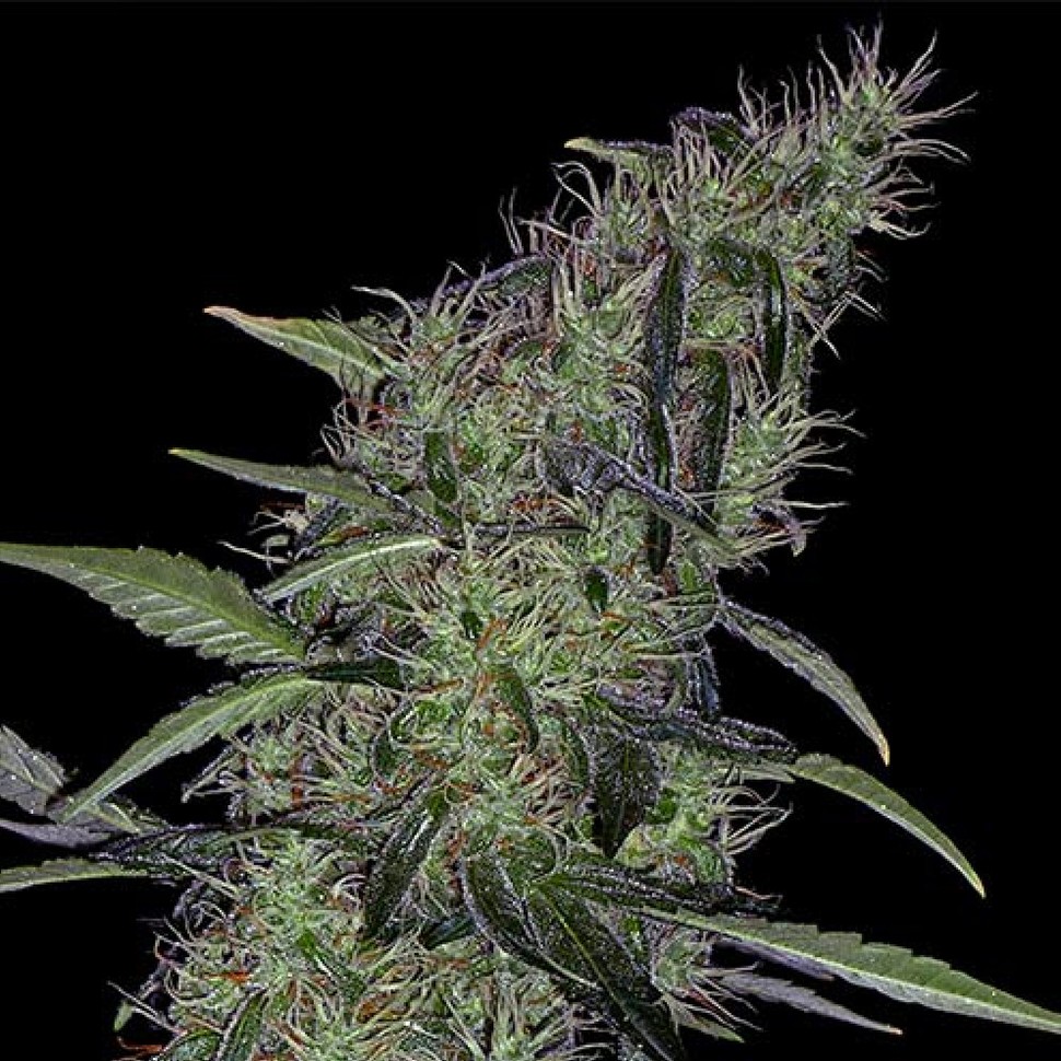 Семена ганжа  Auto Sweet Tooth x Somango feminised Ganja Seeds