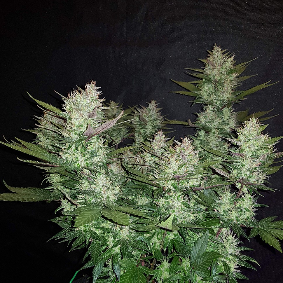 купить качественные семена конопли Auto Dark Devil feminised