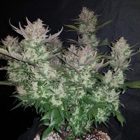 Auto Dark Devil feminised Ganja Seeds