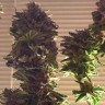 купить урожайные семена конопли Auto Critical CBD feminised