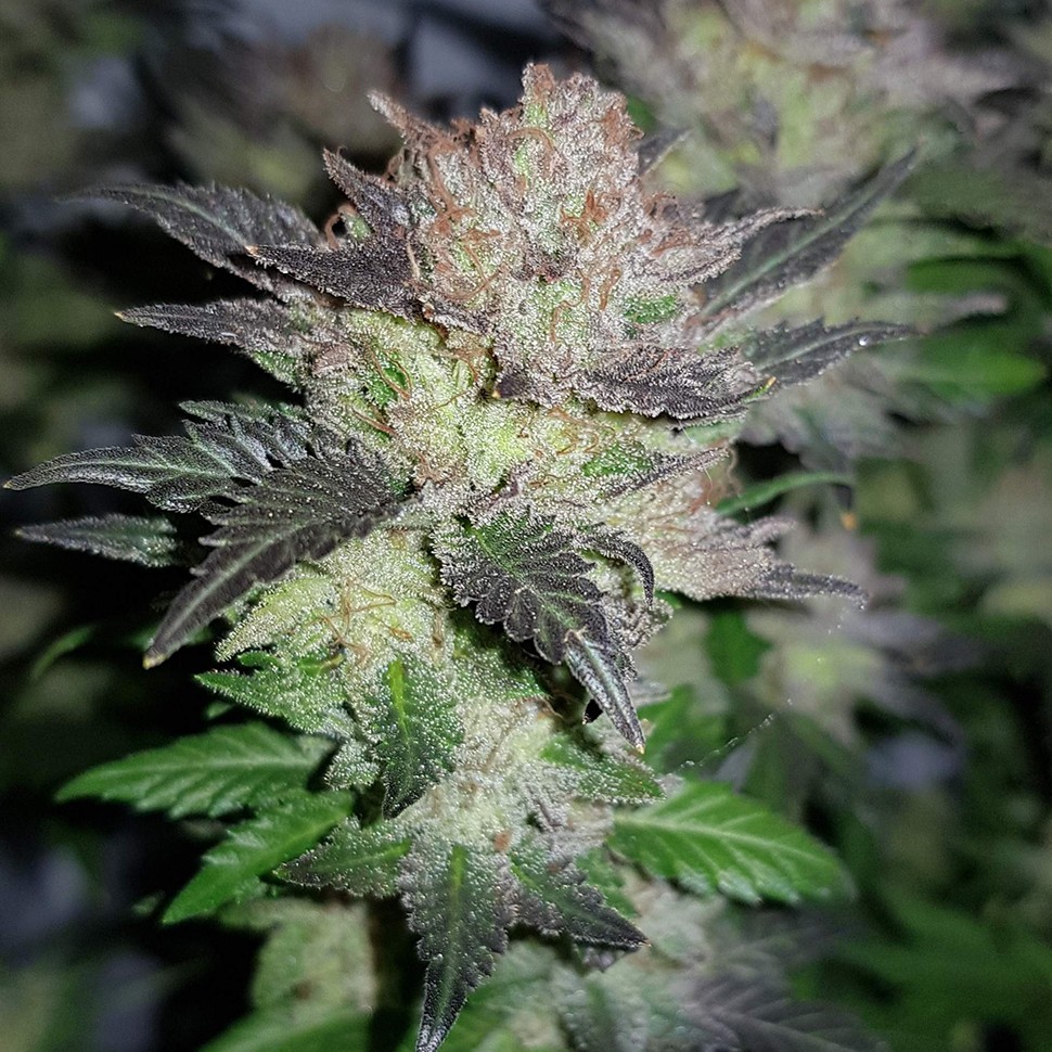 Семена каннабиса  Auto Critical CBD feminised Ganja Seeds
