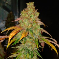 Bad Azz Kush feminised Ganja Seeds
