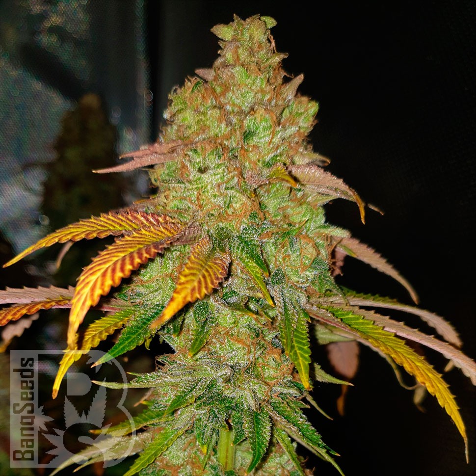 Семена ганжа  Bad Azz Kush feminised Ganja Seeds