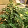 Семена  Sevilla Cheese feminised Ganja Seeds