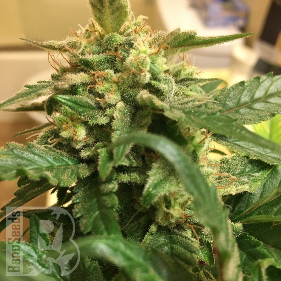 Семена  Sevilla Cheese feminised Ganja Seeds