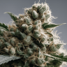 Семена  Sevilla Cheese feminised Ganja Seeds