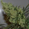 Семена  Sevilla Cheese feminised Ganja Seeds