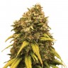 Семена  Sevilla Cheese feminised Ganja Seeds