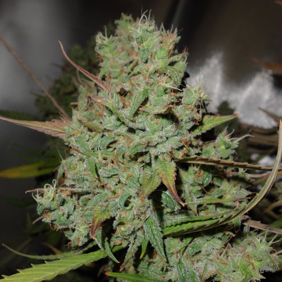 купить семена конопли медицинской  Auto Blueberry feminised