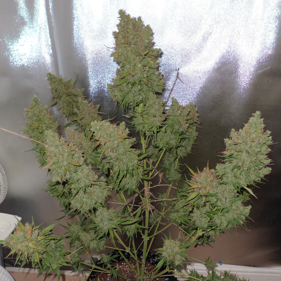 Семена каннабиса  Auto Blueberry feminised Ganja Seeds