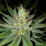 заказать хорошие семена конопли Auto Goverla reg
