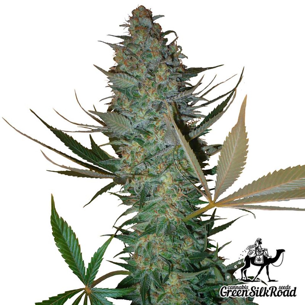 Семена  Auto AK feminised Green Silk Road Seeds