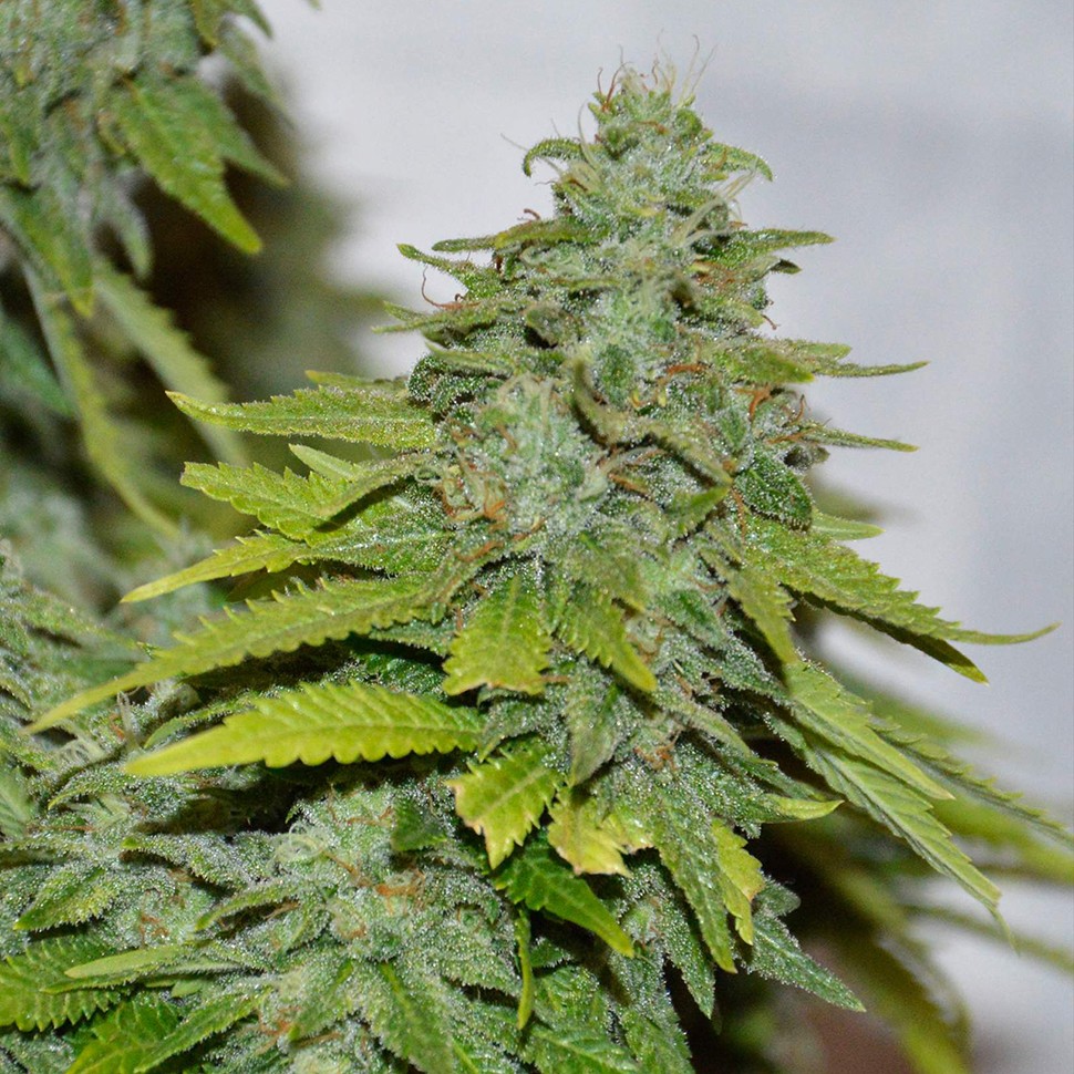 Семена  Auto Caramelino feminised Victory Seeds