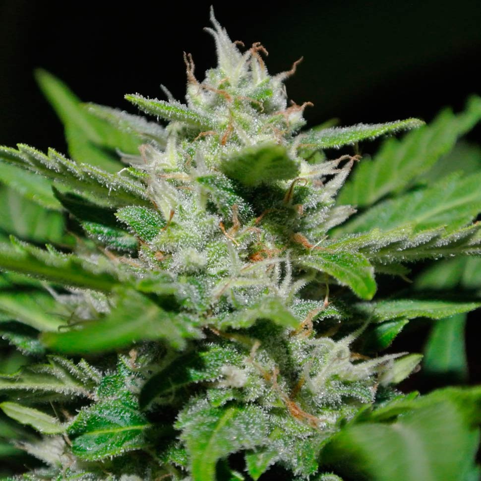 Семена ганжа  Auto Syrop feminised Ganja Seeds