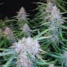 Семена ганжа  Auto Syrop feminised Ganja Seeds