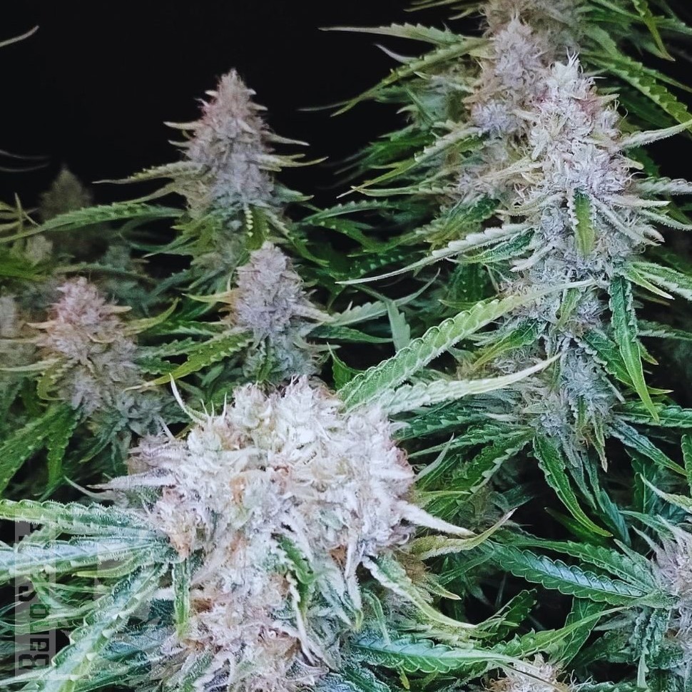 Семена ганжа  Auto Syrop feminised Ganja Seeds