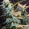 Семена ганжа  Auto Syrop feminised Ganja Seeds