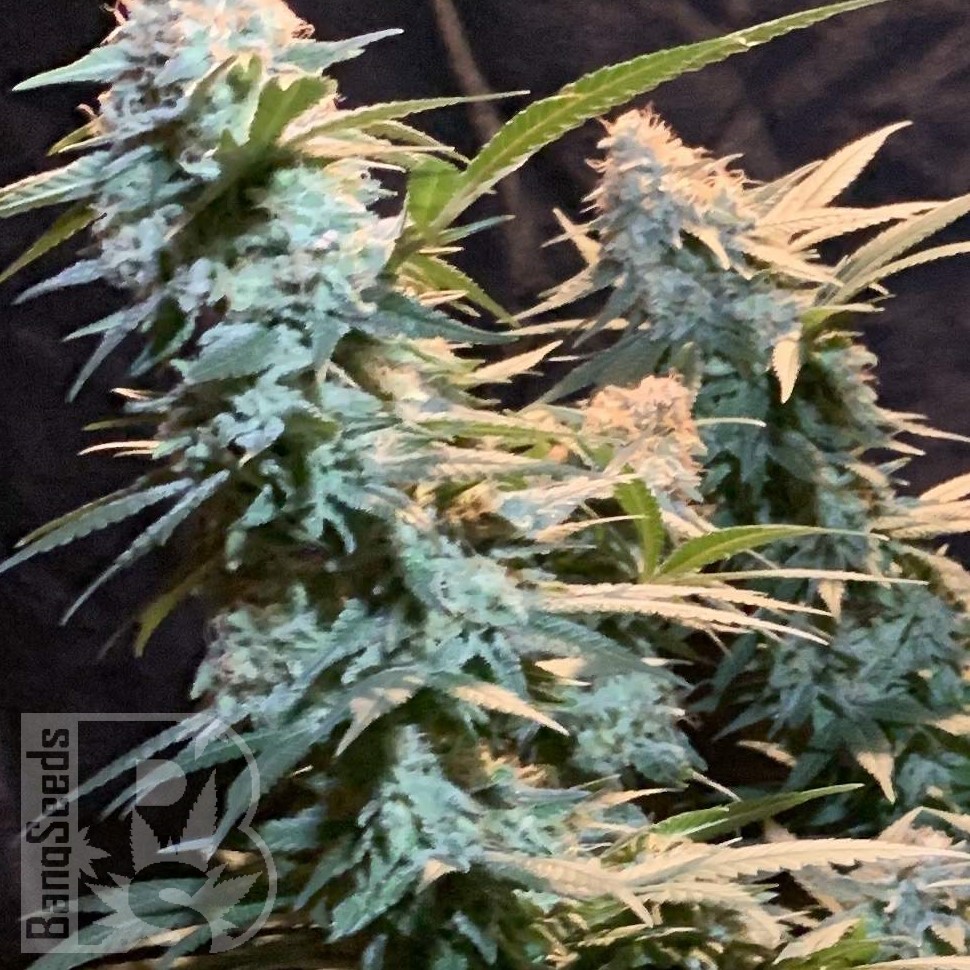 Семена ганжа  Auto Syrop feminised Ganja Seeds