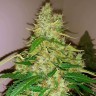 Семена ганжа  Auto Syrop feminised Ganja Seeds