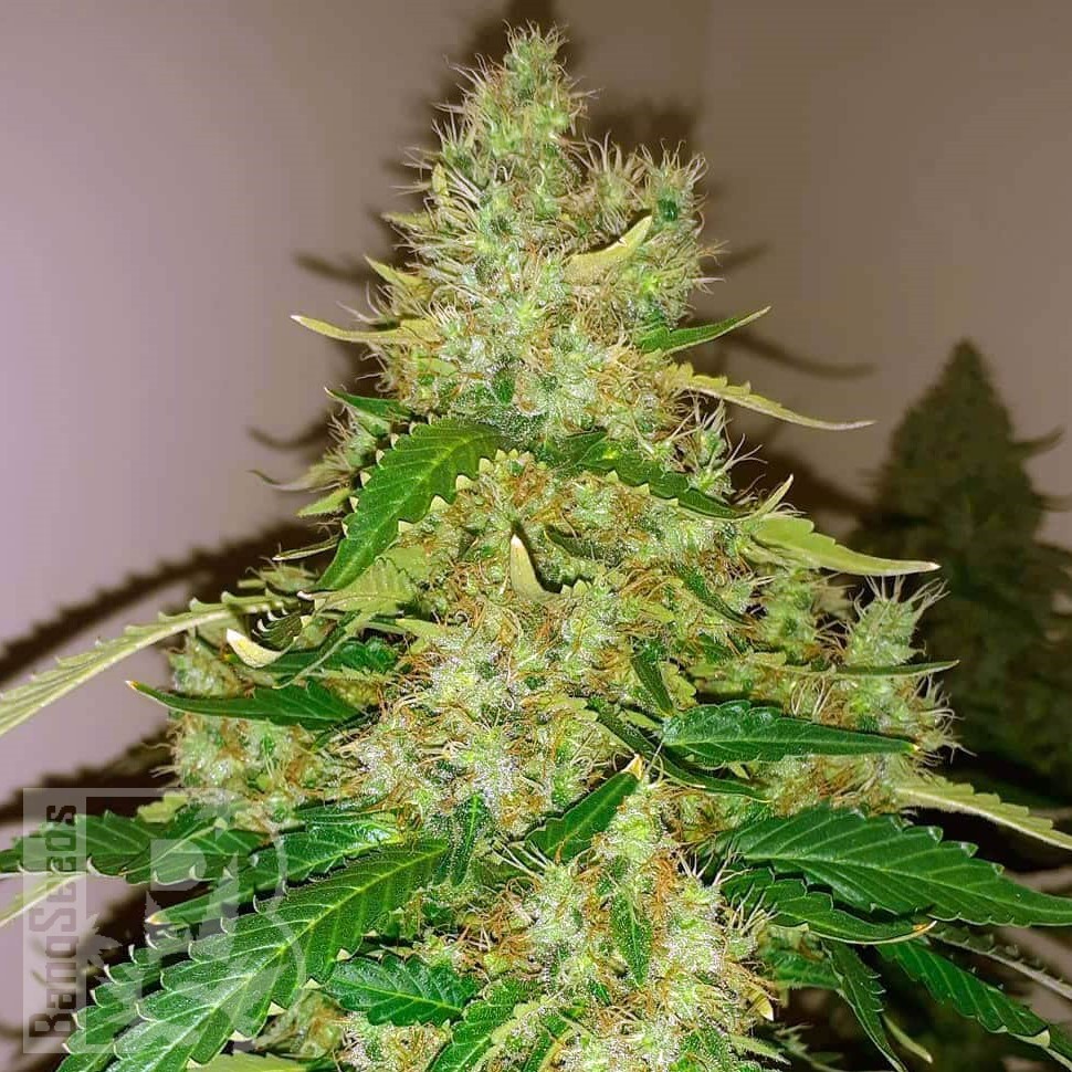 Семена ганжа  Auto Syrop feminised Ganja Seeds