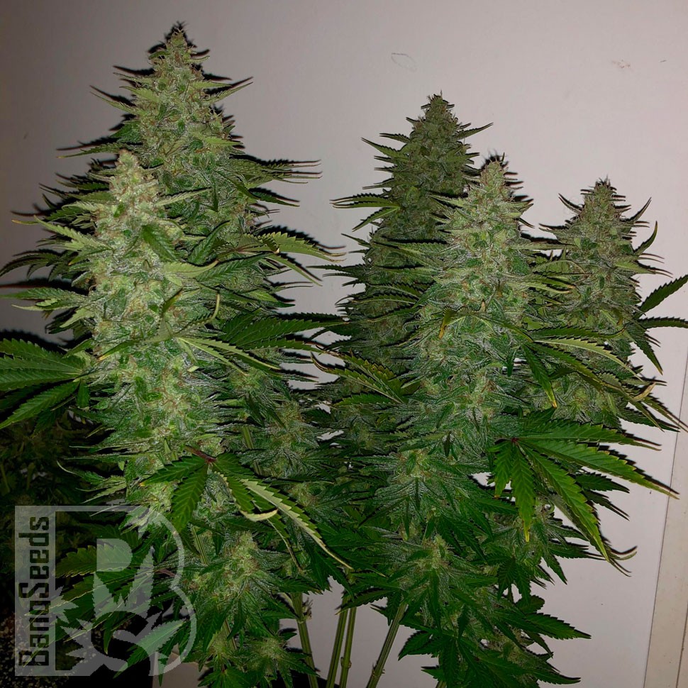 Семена марихуаны  Royal Gorilla feminised Ganja Seeds