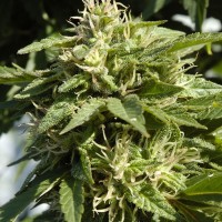 Shaman feminised Ganja Seeds