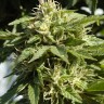 Семена каннабиса  Shaman feminised Ganja Seeds