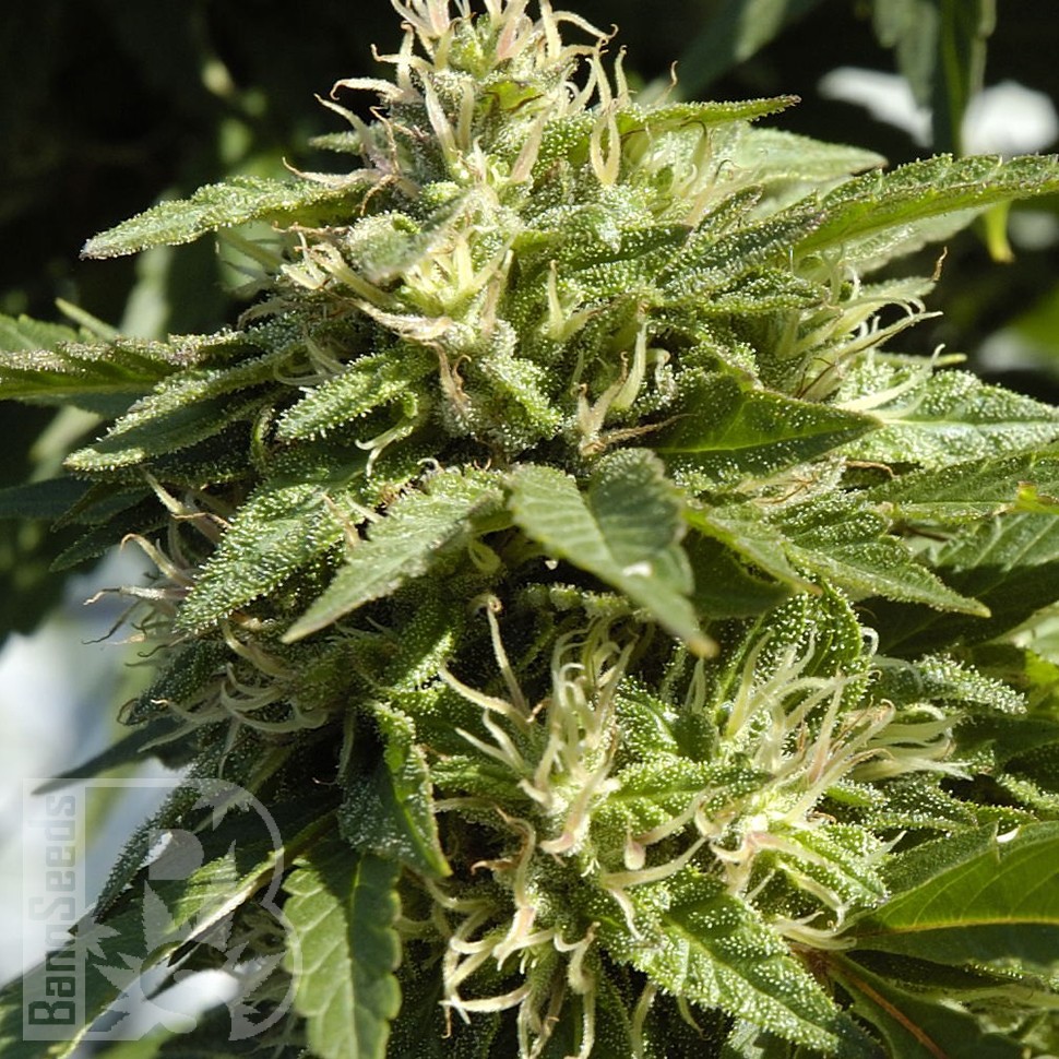 Семена каннабиса  Shaman feminised Ganja Seeds