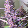 Семена каннабиса  Shaman feminised Ganja Seeds