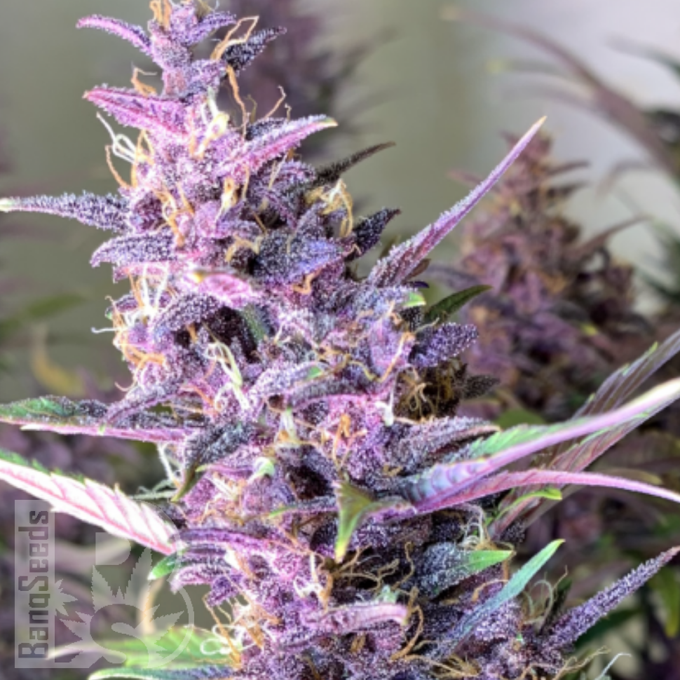 Семена каннабиса  Shaman feminised Ganja Seeds