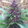 Семена каннабиса  Shaman feminised Ganja Seeds