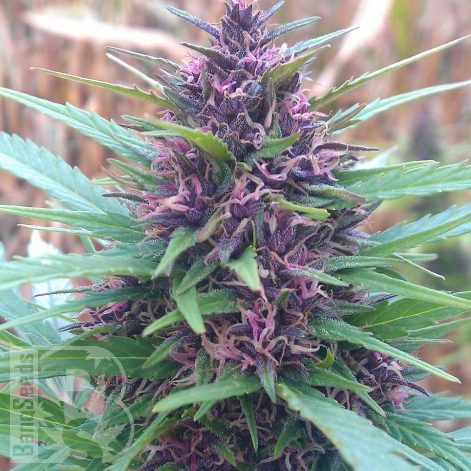 Семена каннабиса  Shaman feminised Ganja Seeds