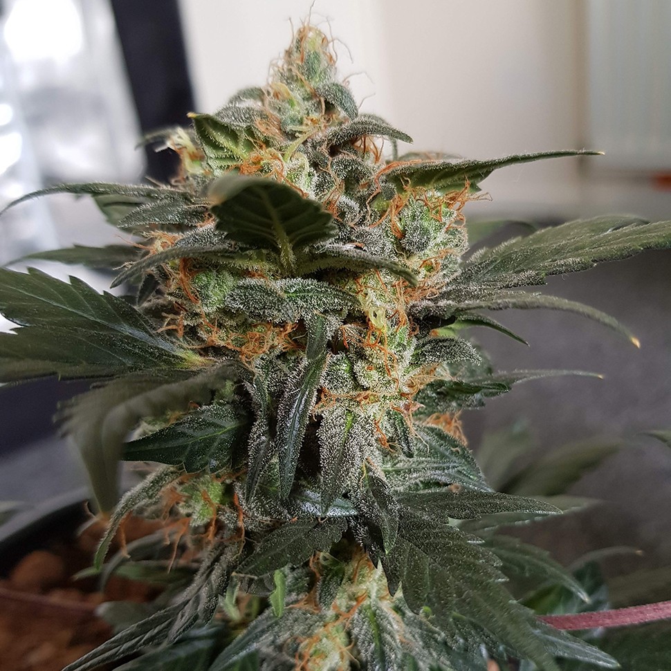 купить урожайные семена конопли  Auto Mazar feminised